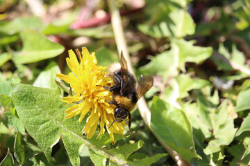 Small furry bees extracting pollen from the bright, colourful plants in Badenweiler, Germany, near...
