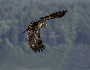 Seabeck Bald Eagles