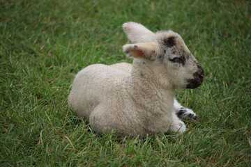 Livestock under the cool early spring sun in the fields of Hertfordshire in southeast england