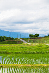 曇りがち梅雨の田園風景　北アルプス方面