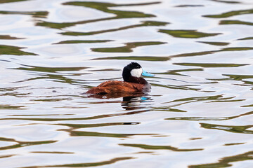 Close up of a Ruddy Duck with a bright blue bill and flaming cinnamon feathers swimming away in a large lake with water droplets on its backside.