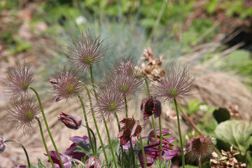 Enjoying the sights and smells of the pines and flower's in the parks around Badenweiler in the Black forest, Southern Germany