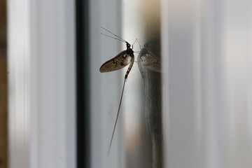 Small and delicate, brown, damsel flies attempting to evade spiders and hanging from surfaces within the garden in Hertford, Hertfordshire, England