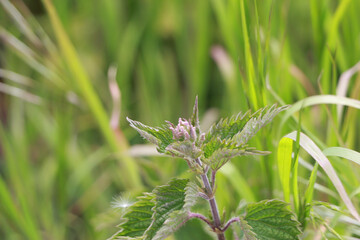 Close up of lush plants lighting up everything around