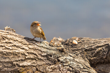 A nestling of a house sparrow sits on a tree trunk. Natural background with copy space. 