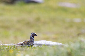 Heilo (Pluvialis apricaria) is a bird species in the praise family. It is a wading bird that nests on heaths and tundra , Northern Norway- Europe	