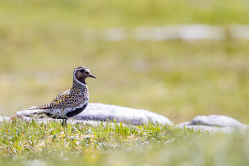 Heilo (Pluvialis apricaria) is a bird species in the praise family. It is a wading bird that nests on heaths and tundra, Northern Norway- Europe	