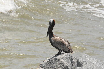 Pelican at the Jetty