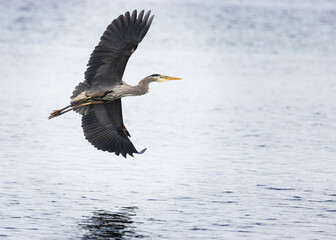 Seabeck Great Blue Herons