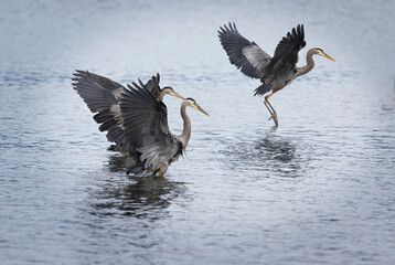 Seabeck Great Blue Herons