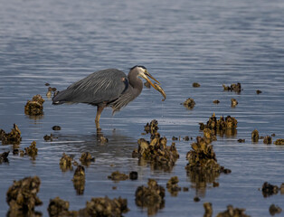 Seabeck Great Blue Herons