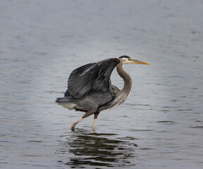 Seabeck Great Blue Herons