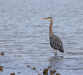 Seabeck Great Blue Herons