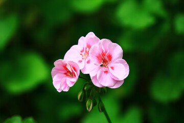 blooming colorful Begonia flowers,close-up of pink with red Begonia flowers blooming in the garden 