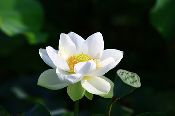 beautiful view of blooming Lotus flower,close-up of white lotus flower blooming in the pond in summer