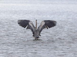 Seabeck Great Blue Herons