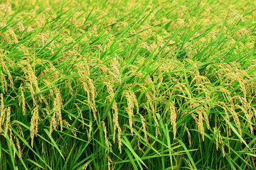 beautiful view of golden Paddy Rice farmland in a sunny day
