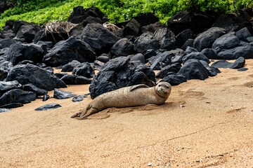 Juvenile Hawaiian Monk Seal (Neomonachus schauinslandi), Kauai, Hawaii