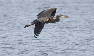 Seabeck Great Blue Herons
