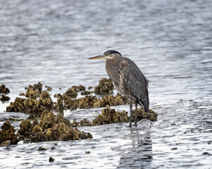 Seabeck Great Blue Herons