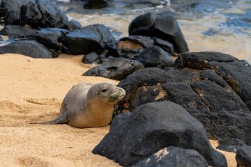Juvenile Hawaiian Monk Seal (Neomonachus schauinslandi), Kauai, Hawaii