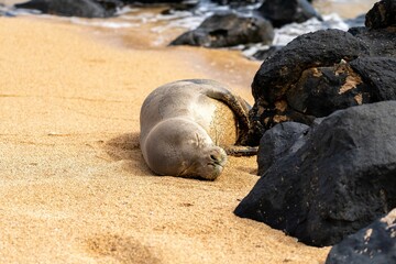 Juvenile Hawaiian Monk Seal (Neomonachus schauinslandi), Kauai, Hawaii