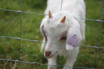 Obraz premium Livestock under the cool early spring sun in the fields of Hertfordshire in southeast england