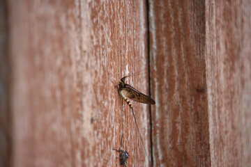 Small and delicate, brown, damsel flies attempting to evade spiders and hanging from surfaces within the garden in Hertford, Hertfordshire, England