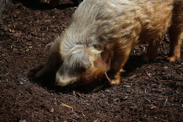 Livestock under the cool early spring sun in the fields of Hertfordshire in southeast england
