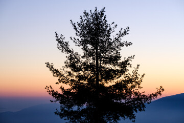 a lone pine silhouetted against a beautiful sunrise or sunset