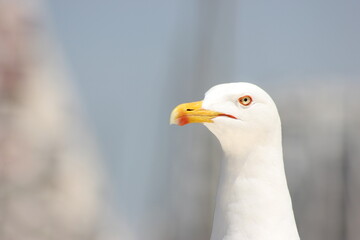 mouette