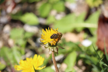 Small furry bees extracting pollen from the bright, colourful plants in Badenweiler, Germany, near the black forest in spring