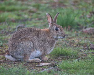 European rabbit on the woodland floor looking for food.