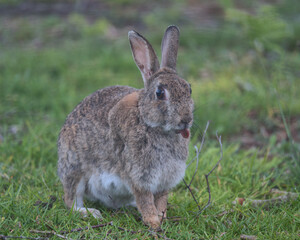 European rabbit on the woodland floor looking for food.
