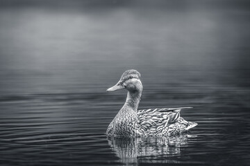 duck in the water