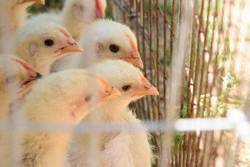 Chickens in a cage in a poultry house close-up. Breeding poultry.