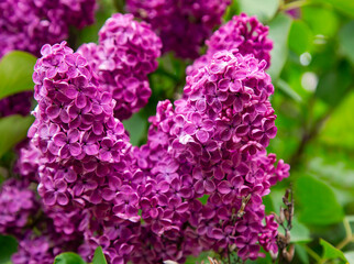Purple lilac flowers blooming in the spring garden close up. Springtime landscape with tender flowers