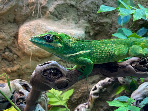 Lacerta Bilder Durchsuchen 12,903 Archivfotos, und