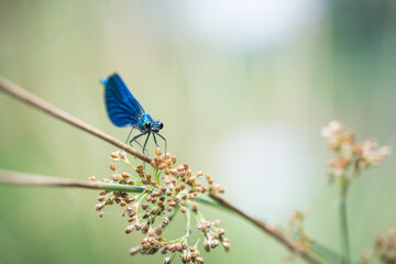 blue dragonfly banded demoiselle damselfly calopteryx splendens