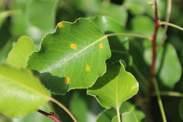 Disease of pear trees close-up. Damage Fruit tree. Sick leaf of fungal infection Gymnosporangium sabinae. Rust spot on leaves.The concept of protection nature. European pear rust or pear trellis rust