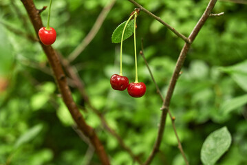 Cherry berries ripen on a branch