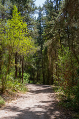 Trails at Nahal Hashofet at Ramot Menashe Forest part of the Carmel mountain range in Israel
