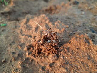 Colony of ants. Ants are making their home and Digging the soil from inside is bringing it out. Anthill of Ants in ground.
Colony of Ant work together to make their nest deep inside the field. 
