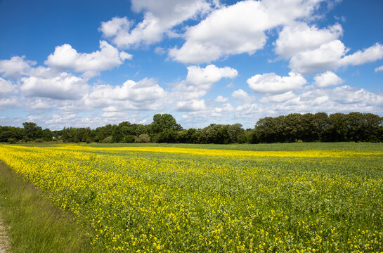 Rapeseed fields panorama. Blooming yellow canola flower meadows and blue sky with clouds. High quality photo