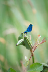 blue dragonfly banded demoiselle damselfly calopteryx splendens