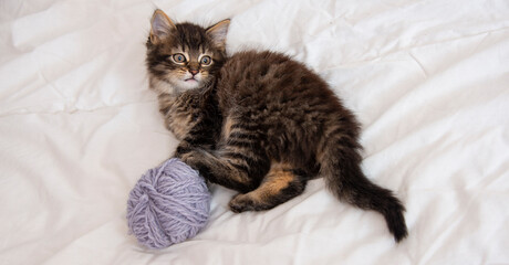 cute kitten playing in a bed