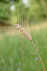 Fototapeta premium closeup the ripe yellow brown wheat stitch plant growing with grains in the farm field soft focus natural green brown background.