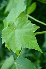 Fototapeta premium closeup the bunch ripe green plant leaf with branch soft focus natural green brown background.
