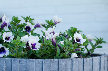 white and purple petunia flowers in a grey wooden pot close-up with copy-space