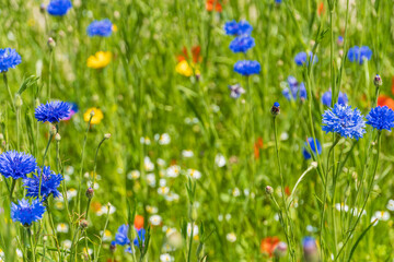 Wildblumenwiese